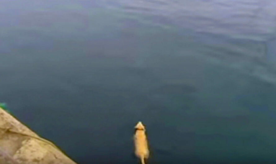 The dog disappears for hours each day – then he jumps into the water and reveals his secret