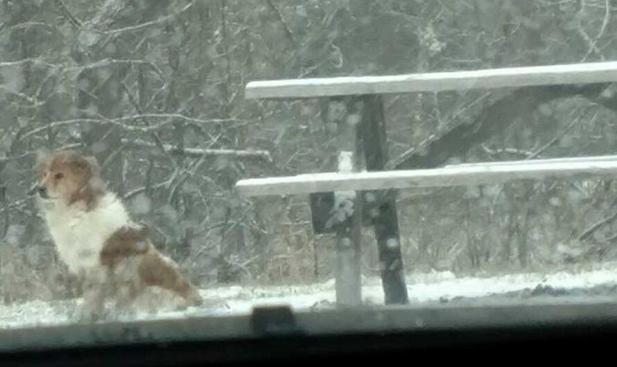 Lonely dog waits in same spot every day, then woman looks closer and realizes the heartbreaking truth