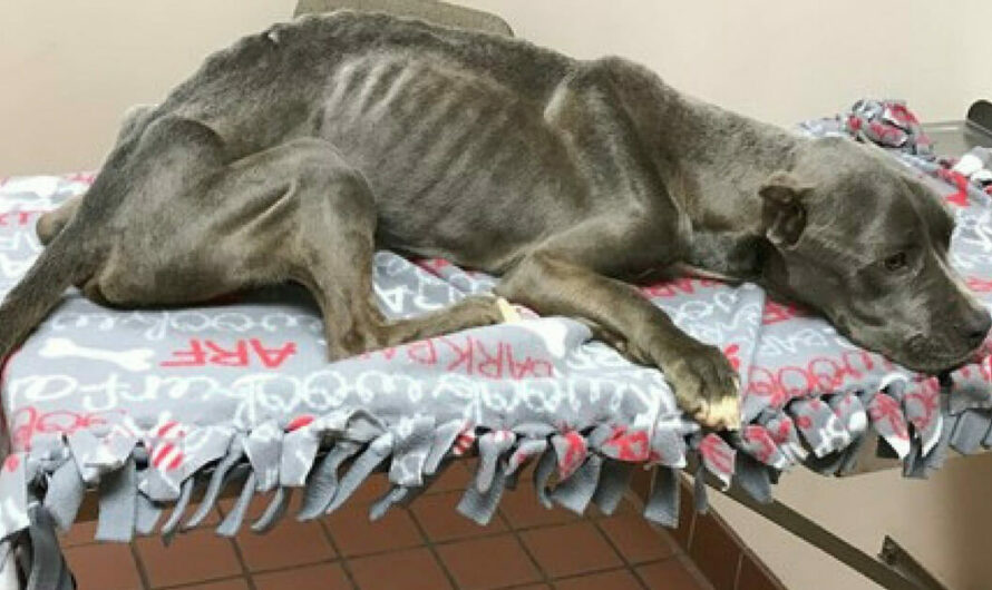 Maintenance worker finds starving dog ​​and rushes to help: when vet lifts its paw, tears flow