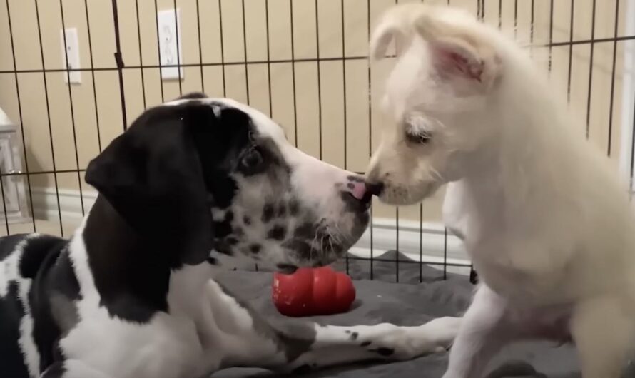 Two-Legged Puppy Meets Paralyzed Great Dane And Saves Her Life