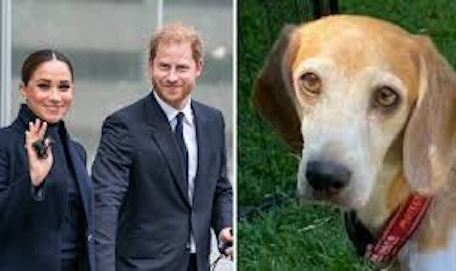 Prince Harry, Meghan Markle adopt beagle saved from testing facility