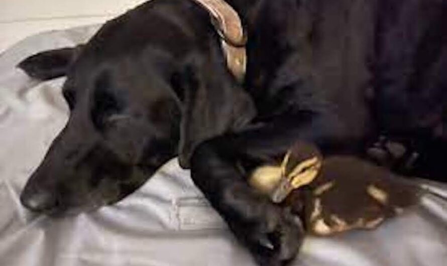 Labrador retriever fights off an alligator to save her duck best friends