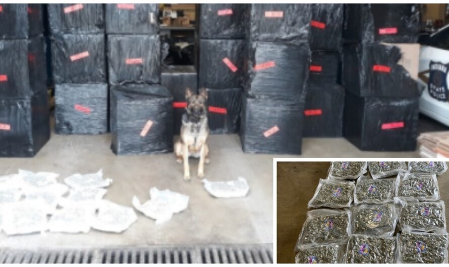 Very Good Boy K9 Cop Sniffs Out Multi-Million Dollar Van Filled With Drugs