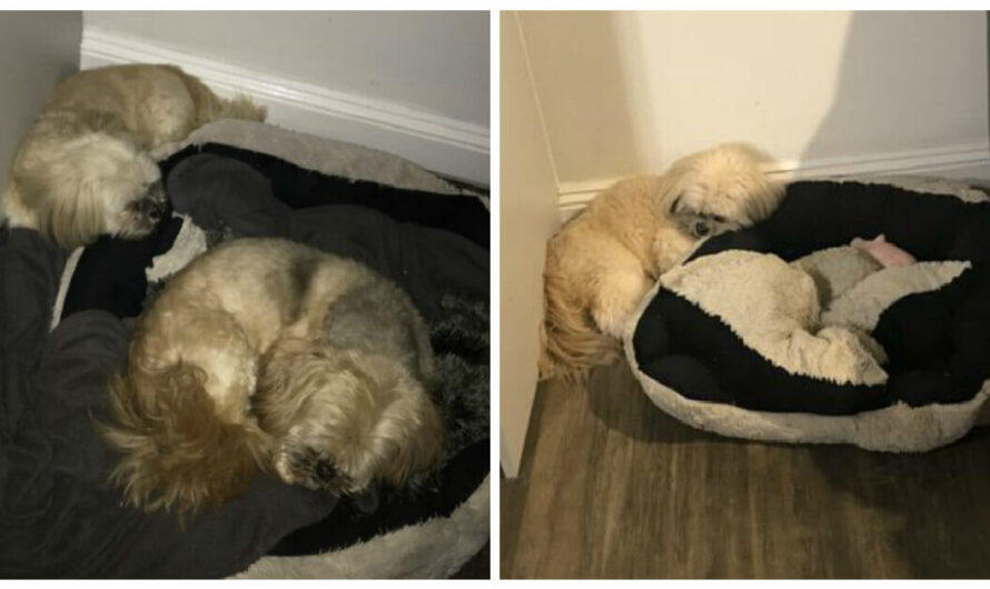 Inseparable Dogs Always Used to Share a Bed—a Year After One Passed, the Other Refuses to Sleep in his Spot