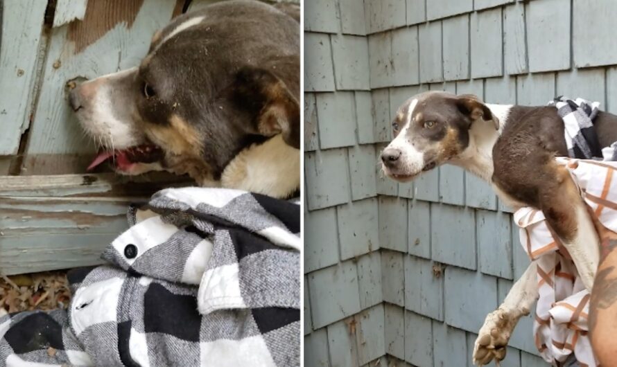 Stray Dog With Shredded Paws Finally Lets Rescuers Close Enough To Catch Her