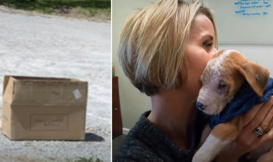 Woman finds puppy in dire condition dumped in cardboard box near her home