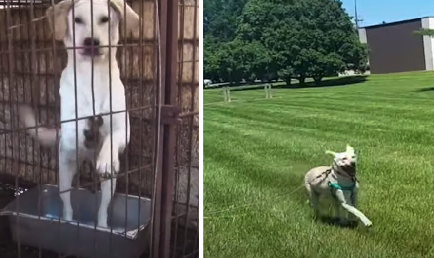 Life For Jin After Her Rescue From A Dog Meat Farm Is Happy And Free