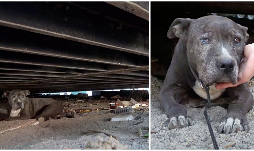 She Spent 9 Lonely Years At A Junkyard By Herself After Her Owner Left Her Behind