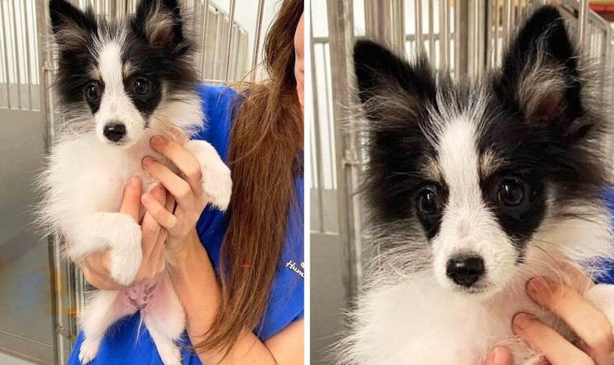 Owners Dump Puppy With Heart Defect Because They Couldn’t Afford Her Treatment