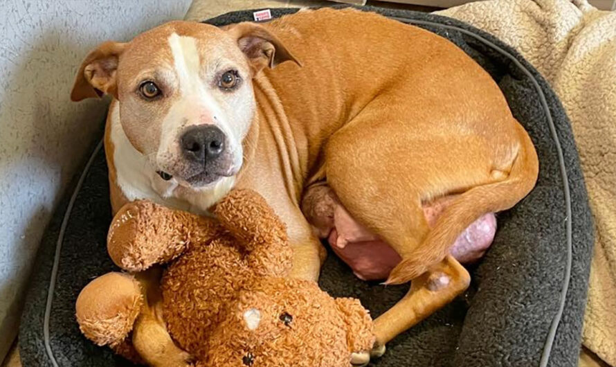 Shelter dog dying of cancer has final wish to find a loving home before she passes away