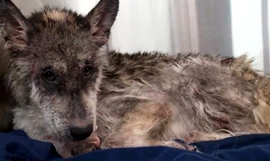 They Came In To Rescue A “Wolf”, But Soon Realized It Was “Not A Wolf” At All