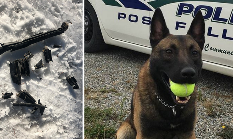 K9 “responds” to reprimand’s letter after being told off for chewing patrol car’s weather stripping