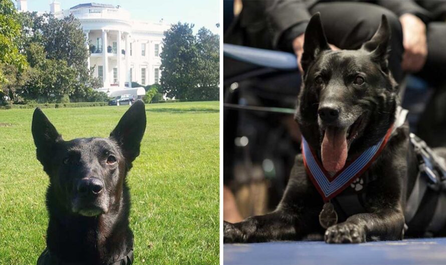 Retired Secret Service K9 honored with Distinguished Service Medal for heroic actions at the White House