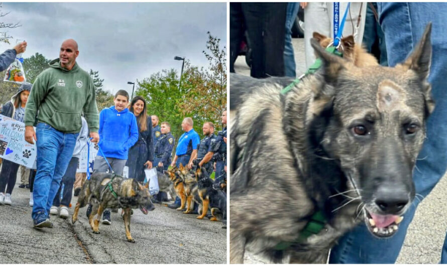 Police K9 Shot In The Line Of Duty Receives A ‘Hero’s Welcome Home’ As He Leaves Hospital