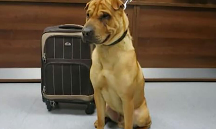 Dog found cruelly abandoned at train station next to a suitcase of belongings