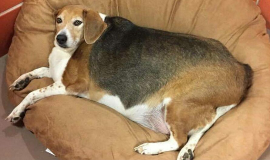 Overweight Beagle gets help shedding the pounds from kind hearted foster family