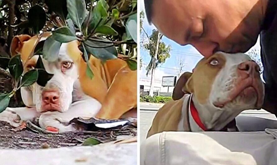 Shy Homeless Pit Bull With A Broken Leg Hides Under A Bush On Side Of The Road