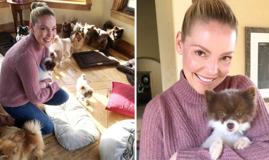 Katherine Heigl pushes for end of ‘barbaric’ use of gas chambers to euthanize shelter animals in Utah