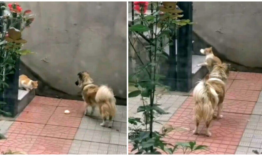 Kind Dog Gives Meat Bun To Homeless Cat, Waits And Watches It Take The Bun Away