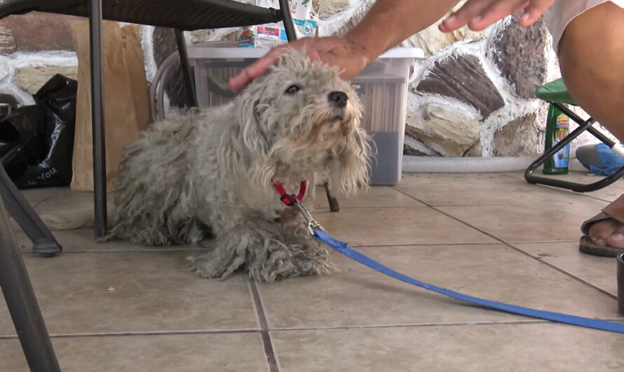 Dog’s Left Behind When Family Moves, But She Becomes Someone Else’s Princess