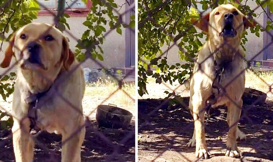 Labrador Was Kept On A Short Chain And Beaten All His Life By Alcoholic Owners