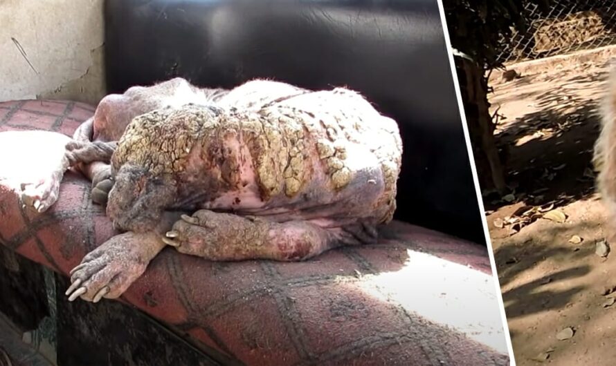 ”Stone dog” wants to die – weeks later tears flow when everyone sees the amazing transformation