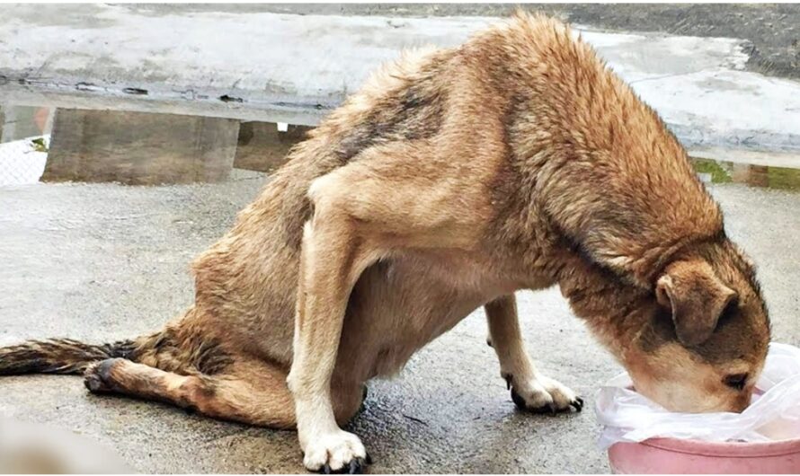 Stray With Paralysis Slithered To Food When Woman Saw Him Suffering Alone