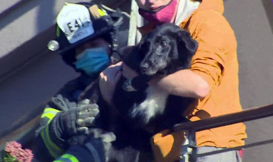 Dog Who Was Presumed Dead After Landslide Found Alive In Rubble 6 Days Later