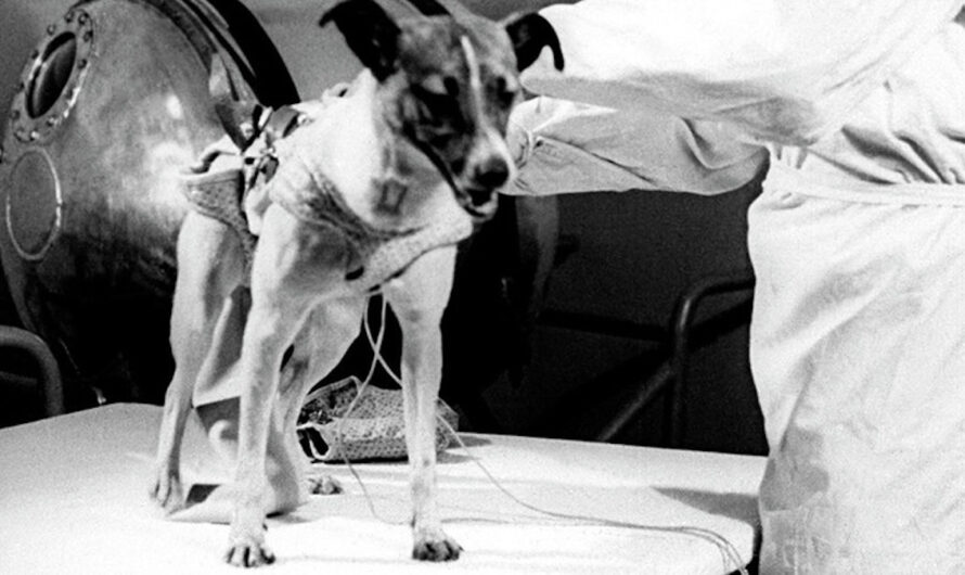 Dogs in History: The Story of Laika the First Space Dog