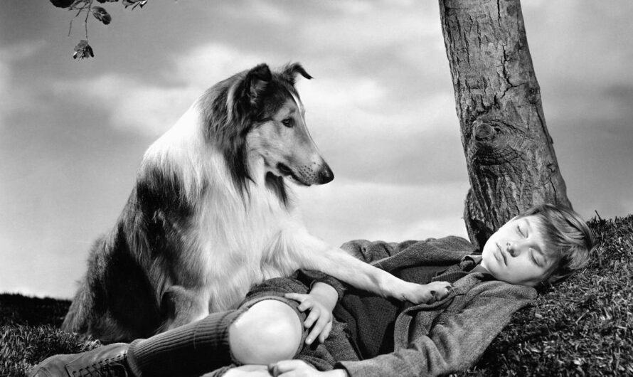 Find Out Who The Wonder Dog Behind Lassie Is!