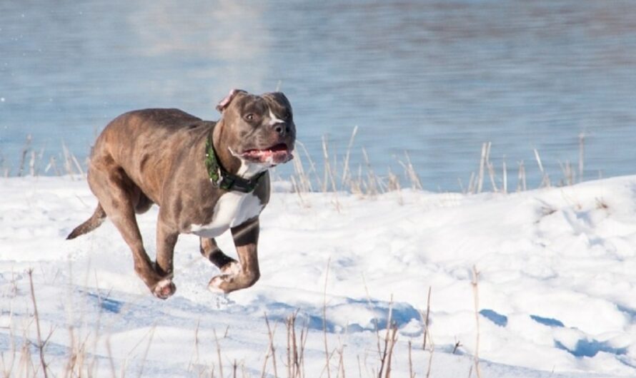 Dog Comes Back Frantic And Soaking Wet, Begs Family To Follow Her To Nearby Dam