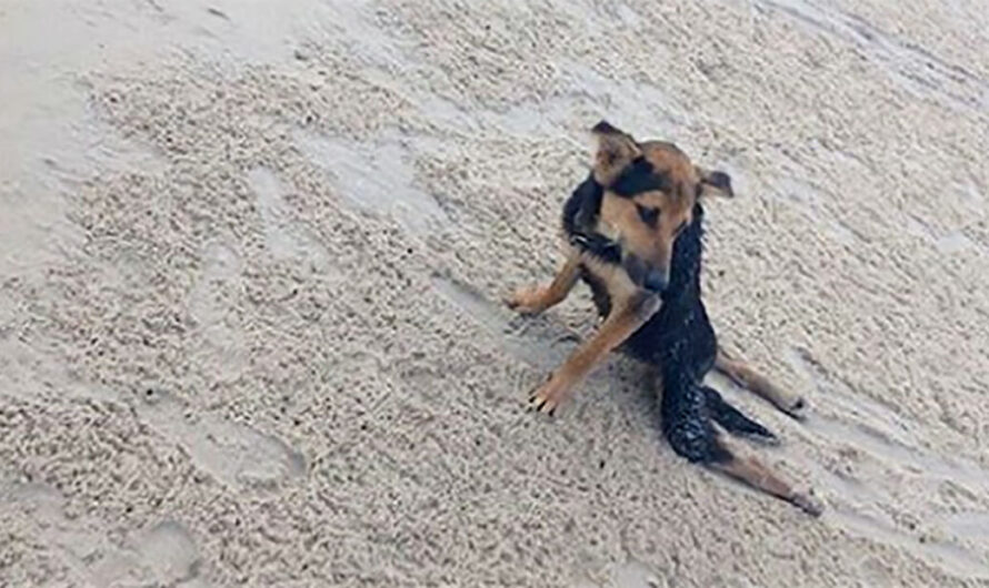 Locals ignore paralyzed dog then tourist takes one look and knows what to do