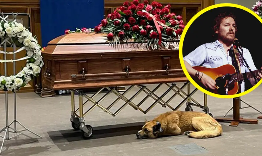 Dog curls up next to Gordon Lightfoot’s casket during memorial service: “Gordon loved dogs”