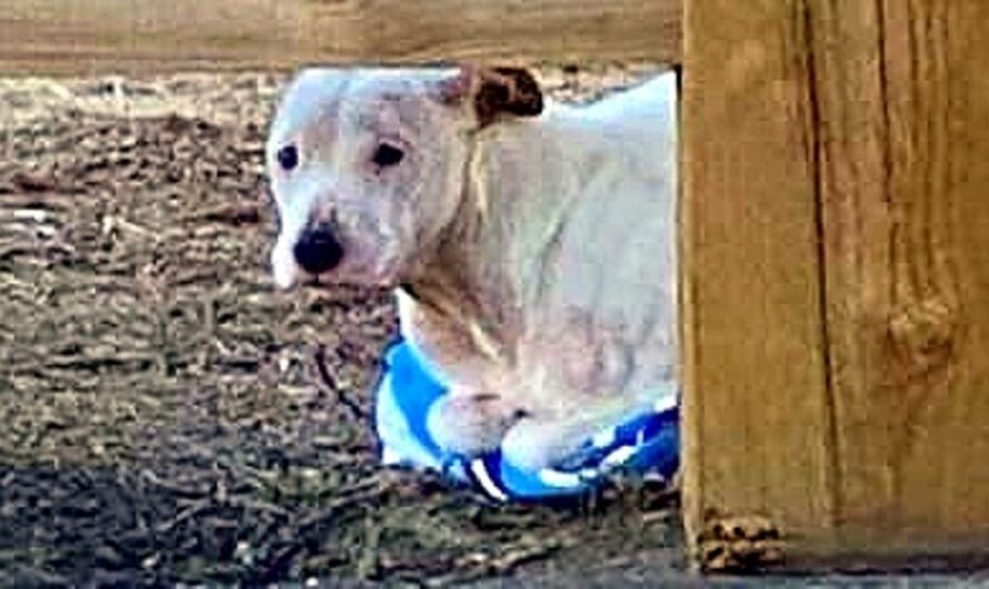 Man Throws Out Dog On One Of The Coldest Nights, Dog Clings On To An Old Towel