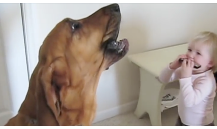 Little Boy Plays The Harmonica And Dog Joins In To Put A Show On For Mom