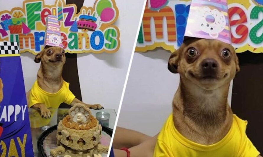 Little Dog Is So Happy That People Remembered His Birthday