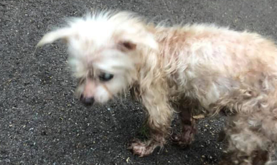 Family Reunites with Long Lost Dog After Being Missing for Seven Years