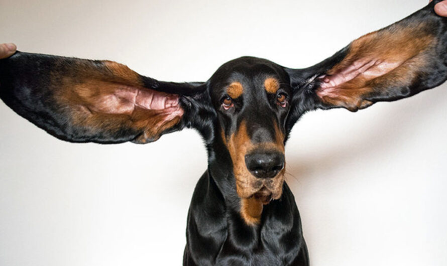 Coonhound Sets Guinness World Record for Longest Ears of Any Living Dog