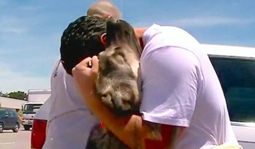 Soldier falls in love with stray dog in Iraq – 1 month later, dog loses it when they meet again