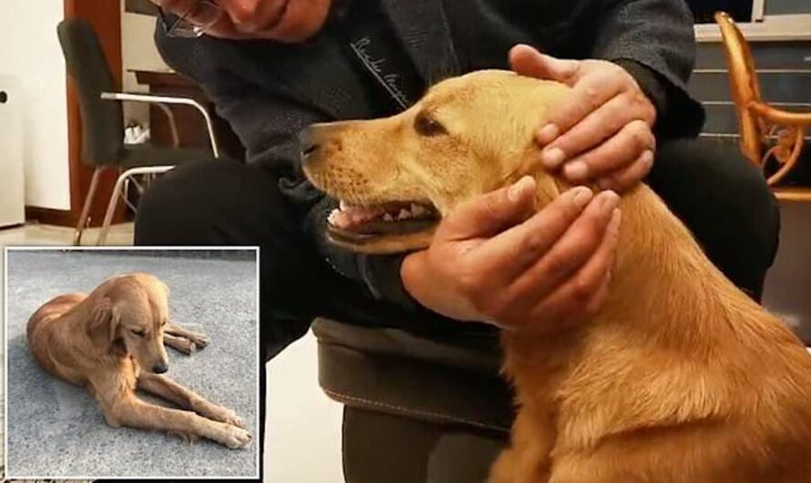 Loyal Dog Walks 62 Miles For Two Weeks To Find Her Owners