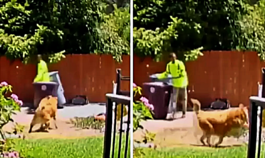 Hero Dog Saves Elderly Owner’s Life After Fall By Getting Help From The Garbageman