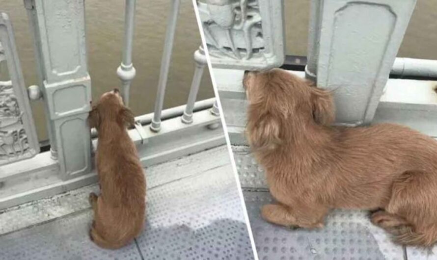 Loyal Dog Waits On Bridge For Four Days After Watching Owner Take Their Life