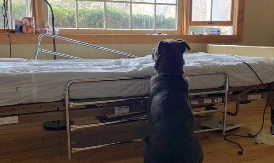 Heartbroken Dog Adopted After Photo Of Him Waiting By Late Owner’s Bedside Broke Internet’s Heart