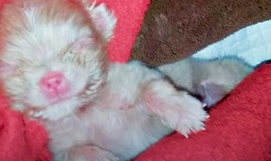 Breeder Couldn’t Profit From Tiny Albino Puppy So He Left Him On The Ground