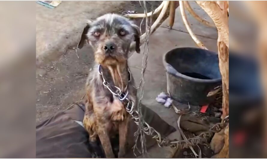 Woman Charmed Her Way Into His Yard To Take Puppies But Mama Needed Her Too