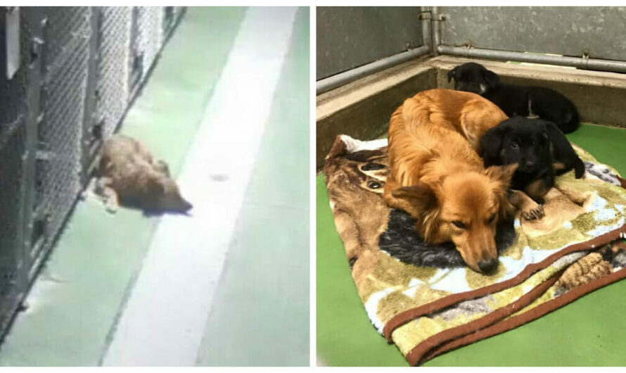 Momma Dog Sneaks Out of Kennel to Comfort Crying Puppies Waiting to be Adopted