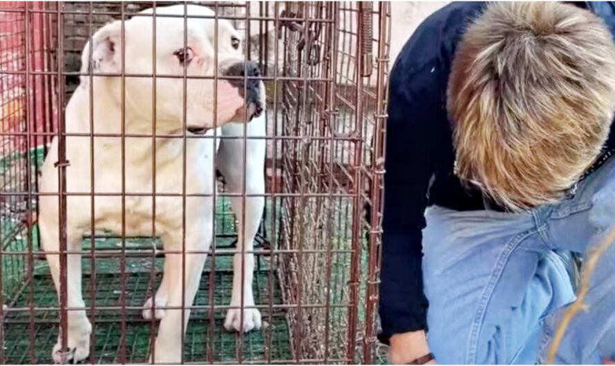 Uneasy Woman Knelt Down Near Growling Pit Bull, Readied Herself To Open Door