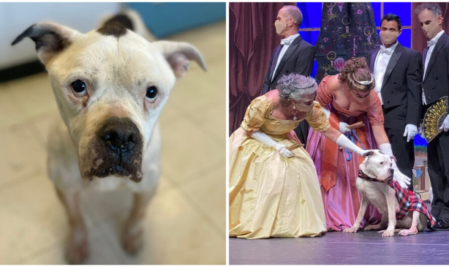 Malnourished Dog Found Tied To Pole Gets A New Start — And A Role In ‘The Nutcracker’