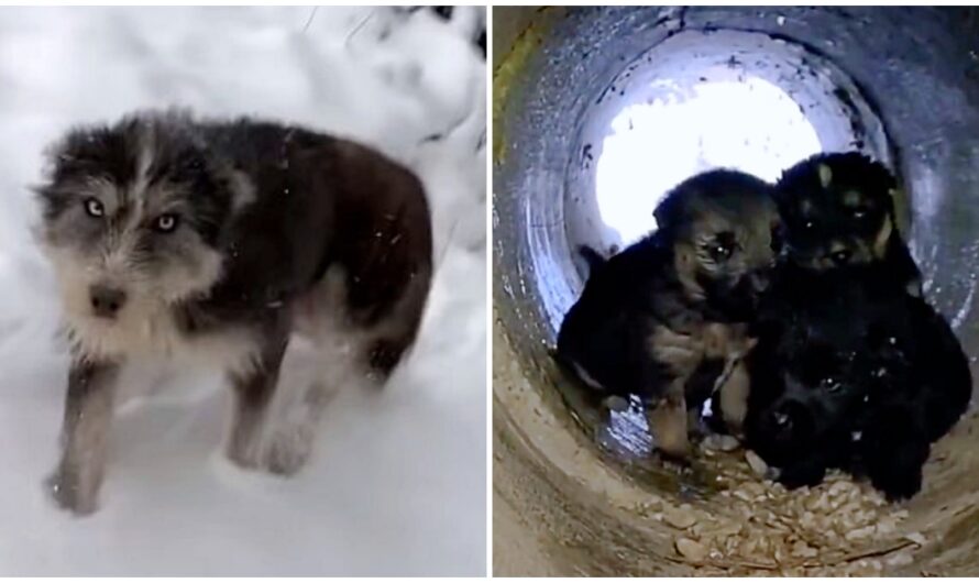 Stray Mama Dog Leaves Snowy Drain Pipe To Ask Strangers To Save Her Babies