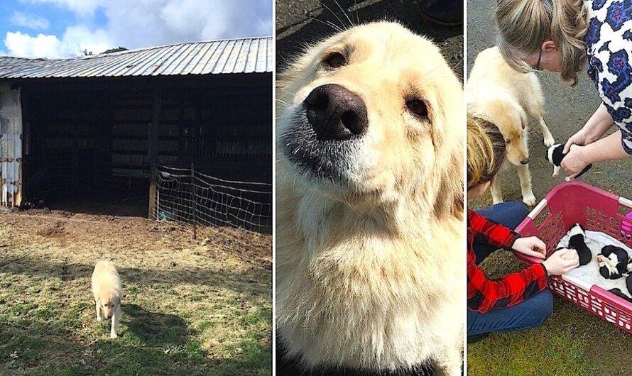 Mama Dog Is Sad When 7 Pups Die In Fire. Then They Showed Mama A Litter Of Orphans